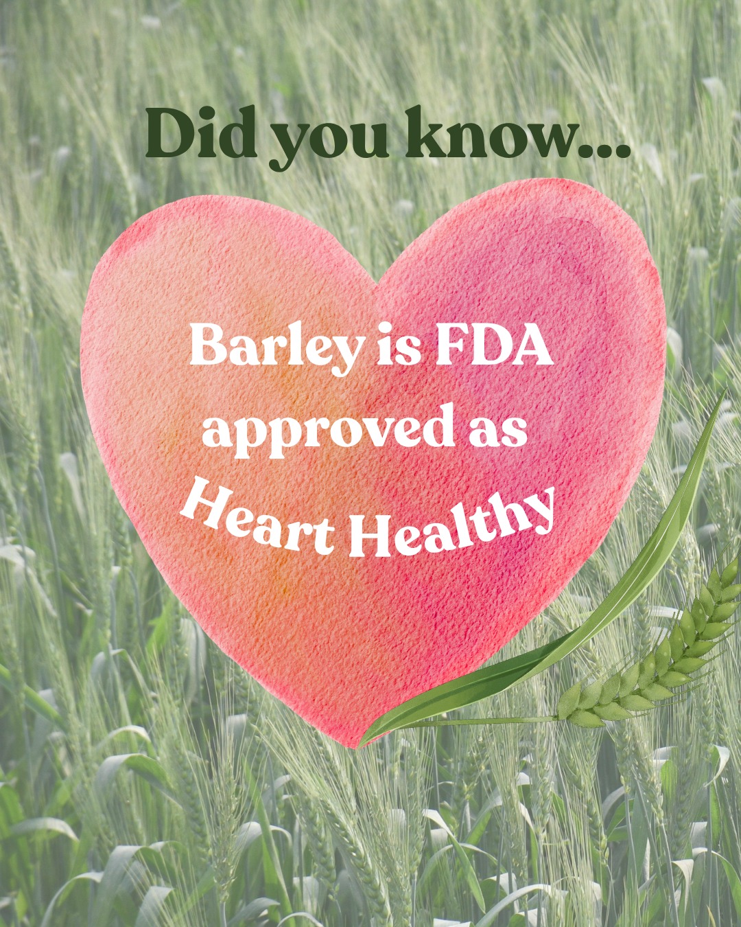 Everyone thinks of oats when it comes to heart health, but barley's been holding the same FDA-approved heart healthy claim since 2006!

The reason is beta-glucan: a soluble fiber in barley that supports your body's natural bile acid turnover, prompting it to pull cholesterol from your bloodstream. Barley today = a happy heart tomorrow 💖

#Agriculture #Barley #FDA #HeartHealth